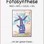 Fotosynthese Arbeitsblatt Klasse 7 Neue Arbeitsblätter