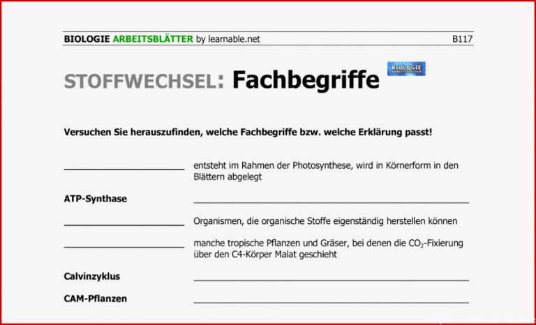 Fotosynthese Arbeitsblatt Michelle Woveless Grundschule