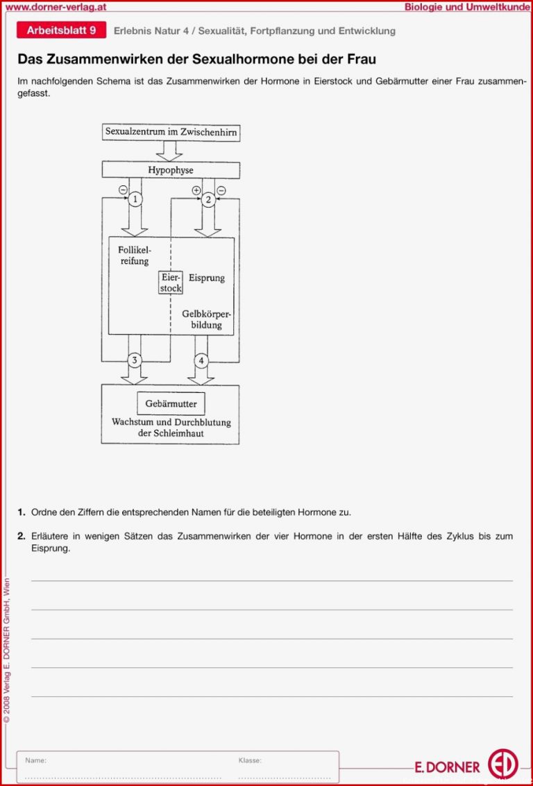 Fotosynthese Arbeitsblatt Stephen Scheidt Schule