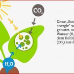 Fotosynthese Der Zuckerrübe