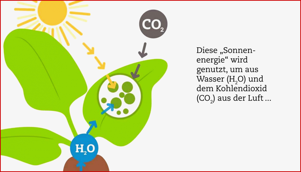 Fotosynthese Der Zuckerrübe