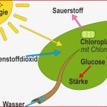 Fotosynthese Und Chemosynthese Biochemische Grundlagen