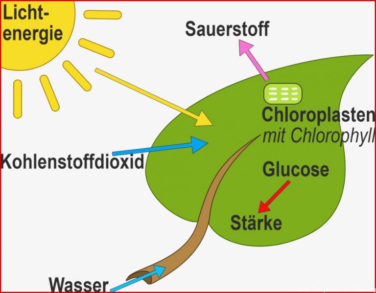 Fotosynthese und Chemosynthese biochemische Grundlagen