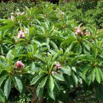 Frangipani Pflege Und Vermehrung Von Plumeria Pflanzen