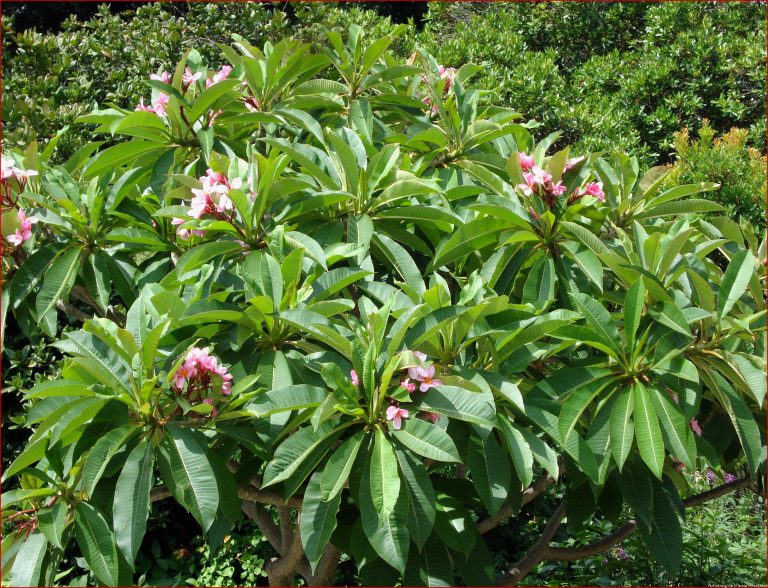 Frangipani Pflege und Vermehrung von Plumeria Pflanzen