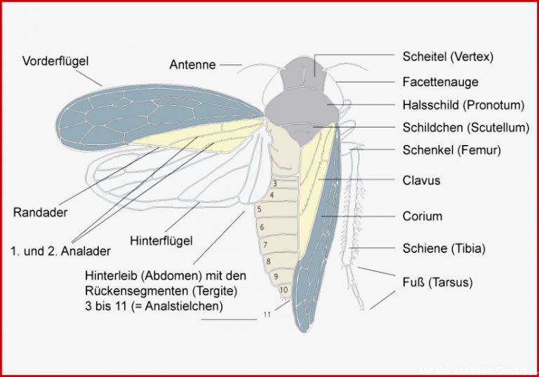 Freies Lehrbuch Biologie 01 08 Insekten