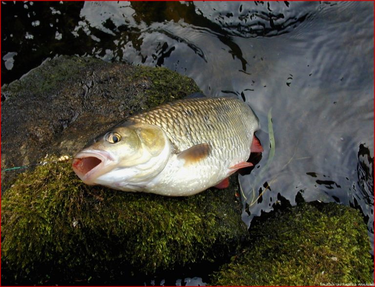 Friedfisch Und Auch Raubfisch Foto & Bild