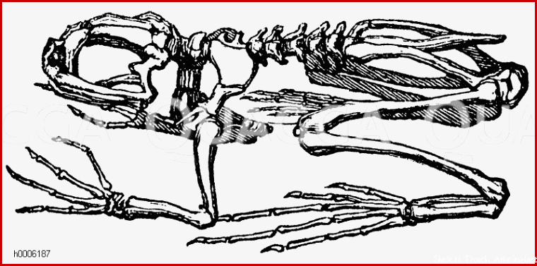 Frosch Skelett Quagga Illustrations