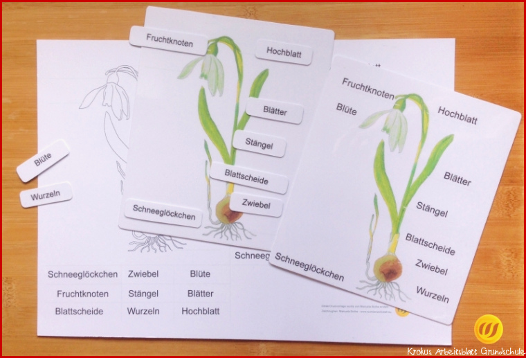 Frühblüher Anatomie inklusive Überwinterungsorgane