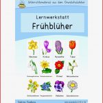 Frühblüher Werkstatt Für Grundschule