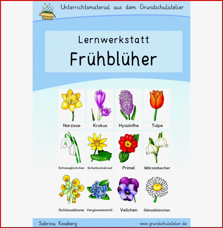 Frühblüher Werkstatt Für Grundschule