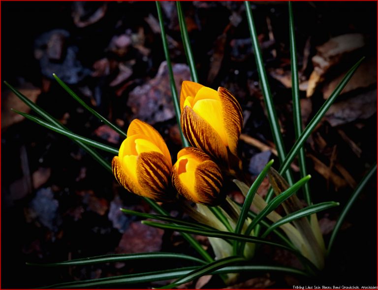 Frühling Lässt Sein Blaues Band Foto & Bild