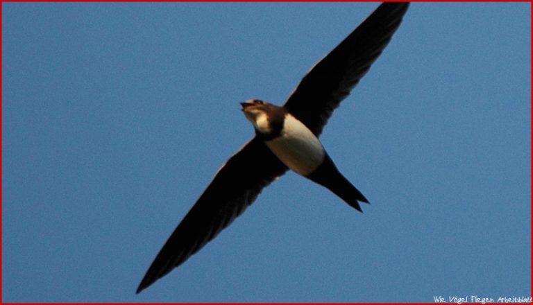 Fünfmalklug Wie Lange Können Vögel Fliegen Einstein Srf