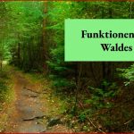 Funktionen Des Waldes
