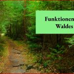 Funktionen Des Waldes