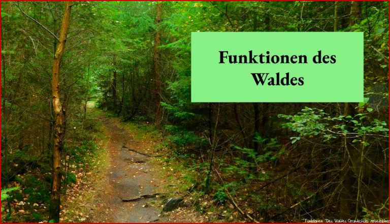 Funktionen Des Waldes