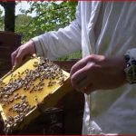 Fwu – Insekten – Körperbau Entwicklung Vielfalt