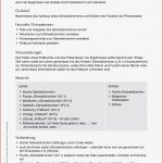 Gänseblümchen Unterrichtsmaterial