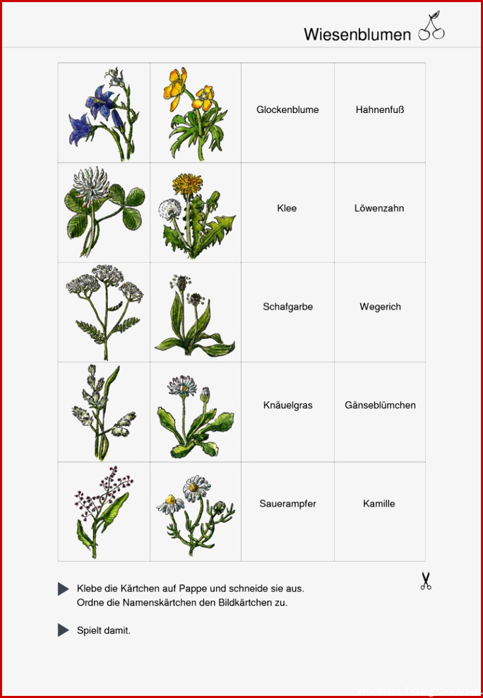 Gänseblümchen Unterrichtsmaterial