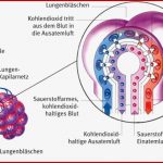 Gasaustausch Aus Dem Gesundheitslexikon