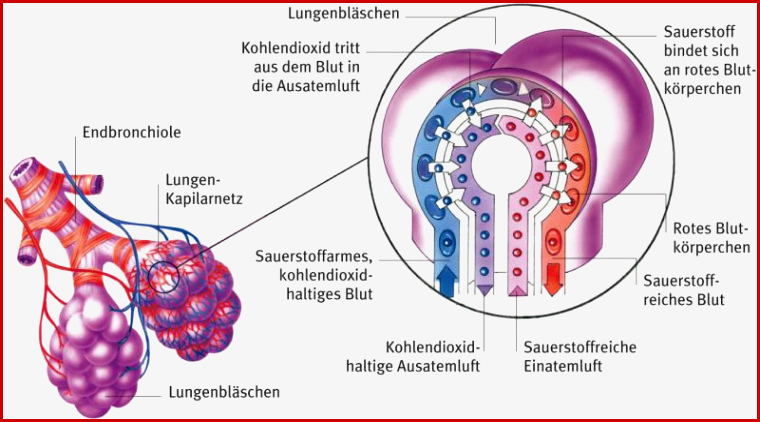 Gasaustausch Aus Dem Gesundheitslexikon