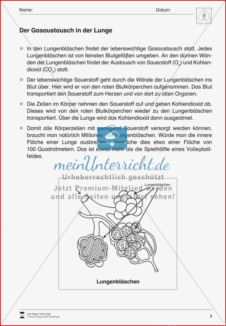 Gasaustausch in der Lunge Überblick meinUnterricht