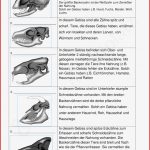 Gebisse Von Säu Ieren – Unterrichtsmaterial Im Fach