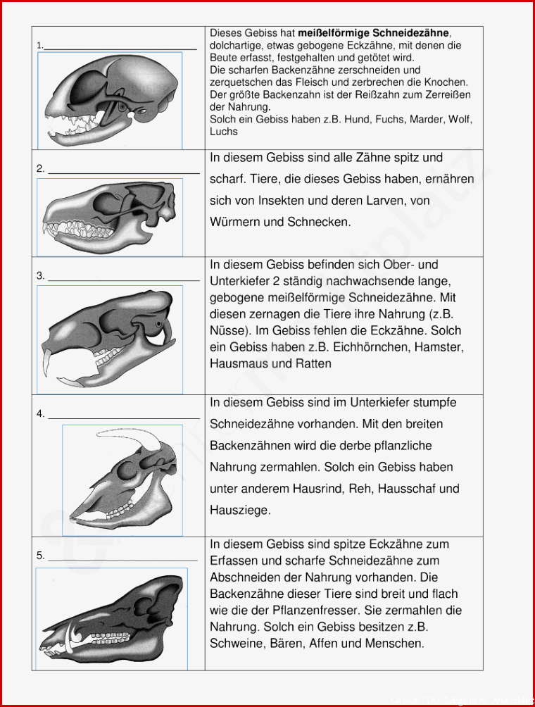 Gebisse von Säu ieren – Unterrichtsmaterial im Fach