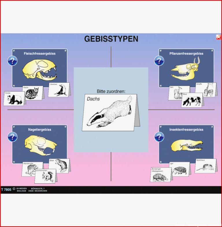 Gebisstypen Der Säu Iere St 7080