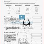 Gelenkarten Biologie Arbeitsblätter Klasse 5 Gelenke