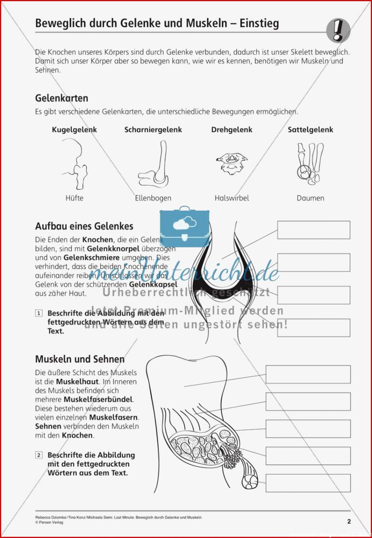 Gelenkarten Biologie Arbeitsblätter Klasse 5 Gelenke