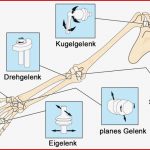 Gelenkarten Gelenke Des Menschen Arbeitsblatt Gelenkarten