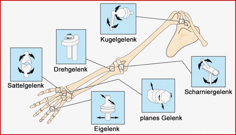 Gelenkarten gelenke des menschen arbeitsblatt Gelenkarten