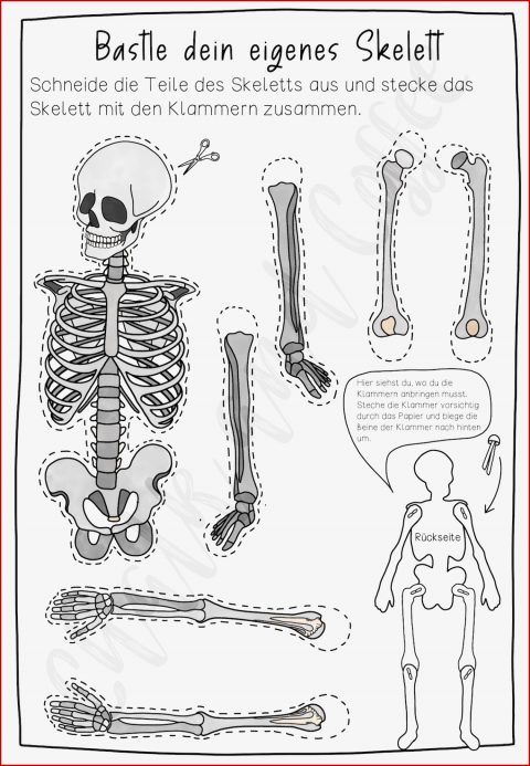 Gelenke Grundschule Arbeitsblätter Worksheets