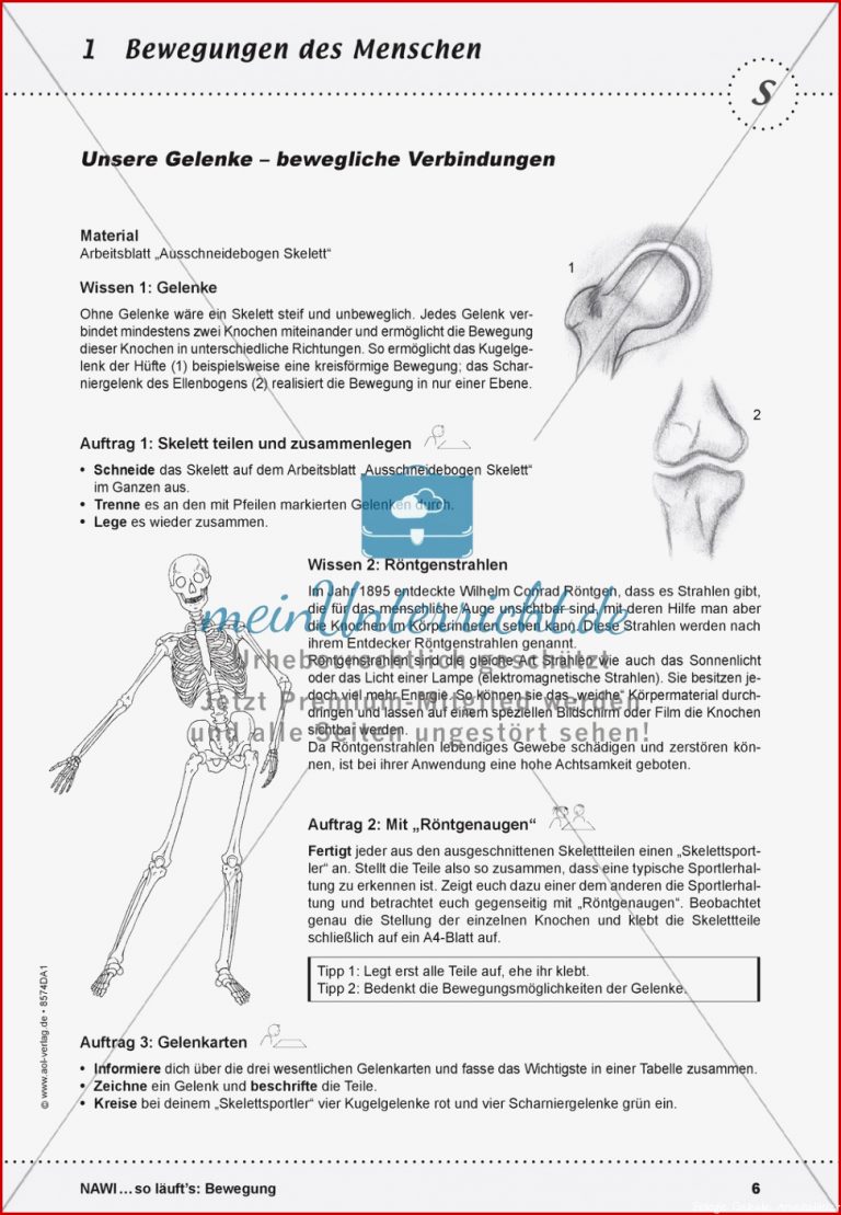 Gelenktypen Biologie Arbeitsblätter Klasse 5 Gelenke