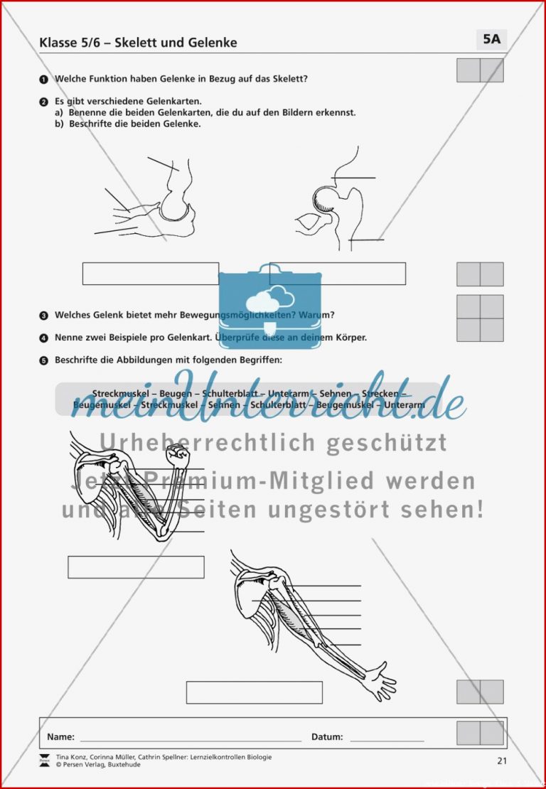 Gelenktypen Biologie Arbeitsblätter Klasse 5 Gelenke