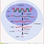 Genausdruck Vektor Abbildung Illustration Von Medizin