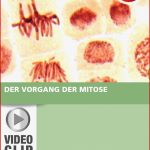 Genetik · Arbeitsblätter · Sekundarstufe I · Lehrerbüro