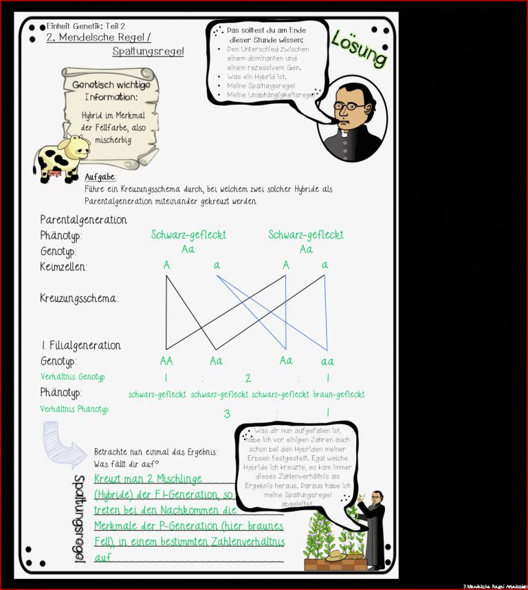 Genetik Die 2 3 Mendelsche Regel Materialtanten