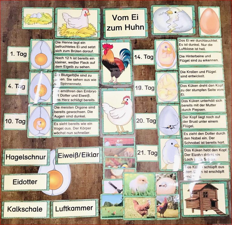 Genial Das Huhn Arbeitsblatt Grundschule