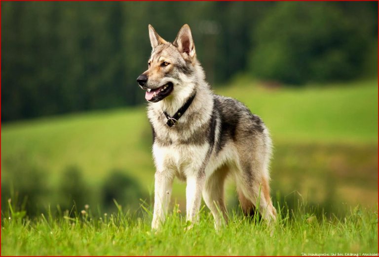 Geschichte des Hundes: Vom Wolf zum Hund - [GEOLINO]