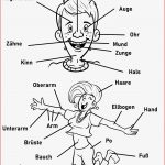 Gesicht Und Körper Arbeitsblatt Grundschule Kostenlose