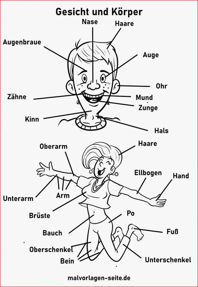 Gesicht und Körper Arbeitsblatt Grundschule Kostenlose