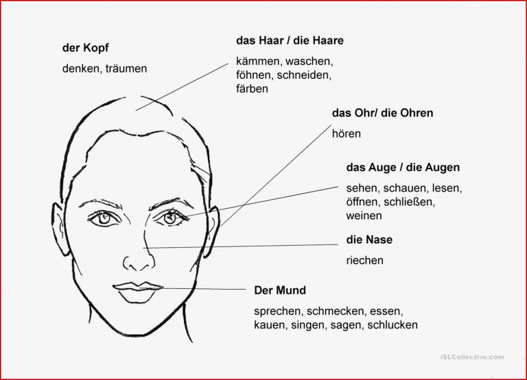 Gesicht Verben Arbeitsblatt Free ESL projectable