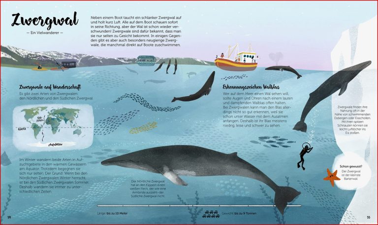 Gestalten Berlin Kinderbuch Die Welt Der Wale Von