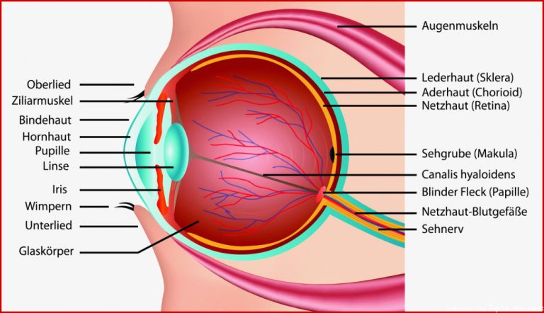 [get 36 ] Skizze Auge Aufbau