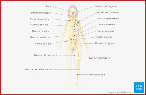 [get 42 ] Beschriftete Skizze Nervenzelle