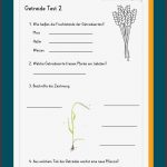 Getreidearten Sachkunde 3 Klasse Getreide Arbeitsblätter