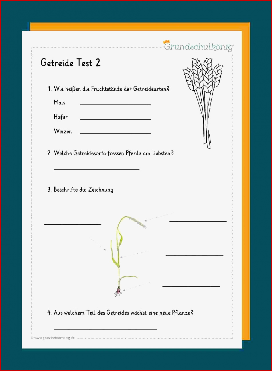 Getreidearten Sachkunde 3 Klasse Getreide Arbeitsblätter