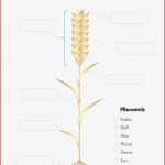 Getreidepflanze Beschriften – Unterrichtsmaterial In Den
